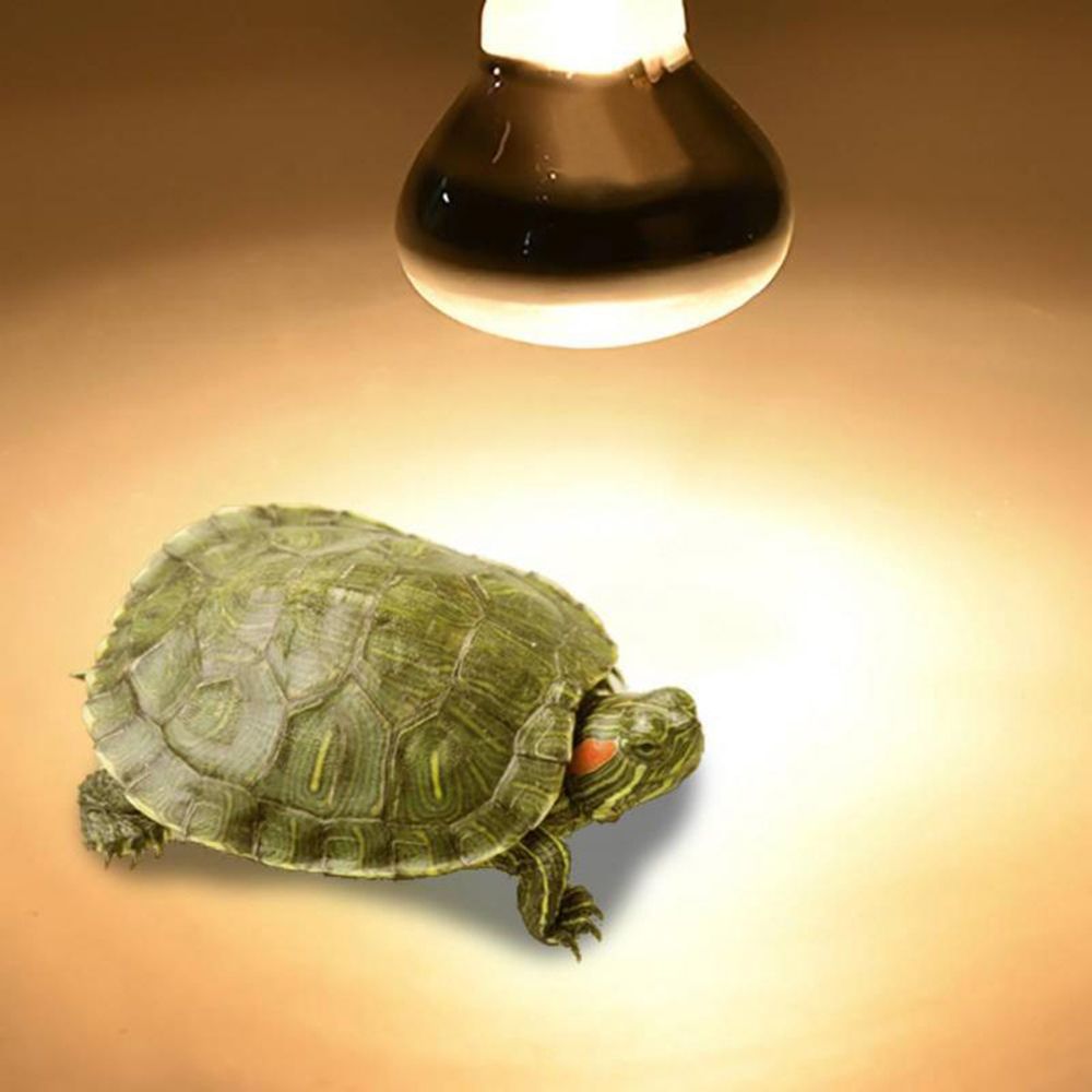 Turtle Heat Lamp Heater Haloge - Basking Bulb Halogen ulasan dan harga